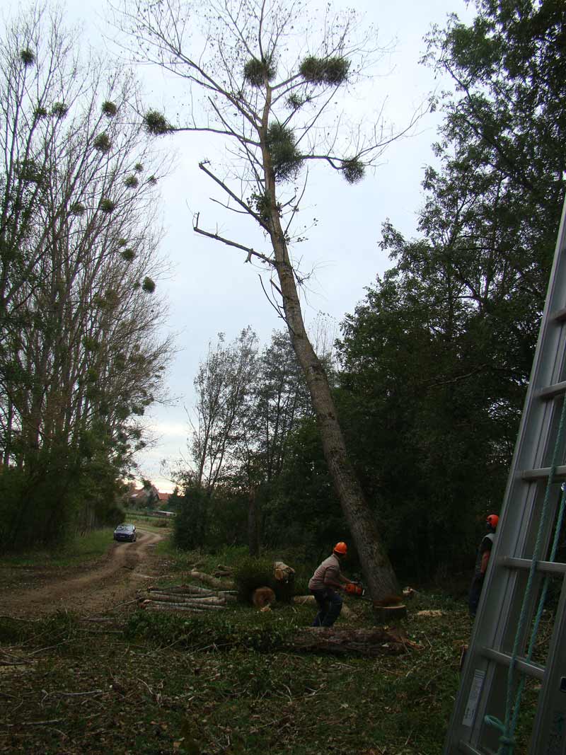 Coupe peupliers commune millery