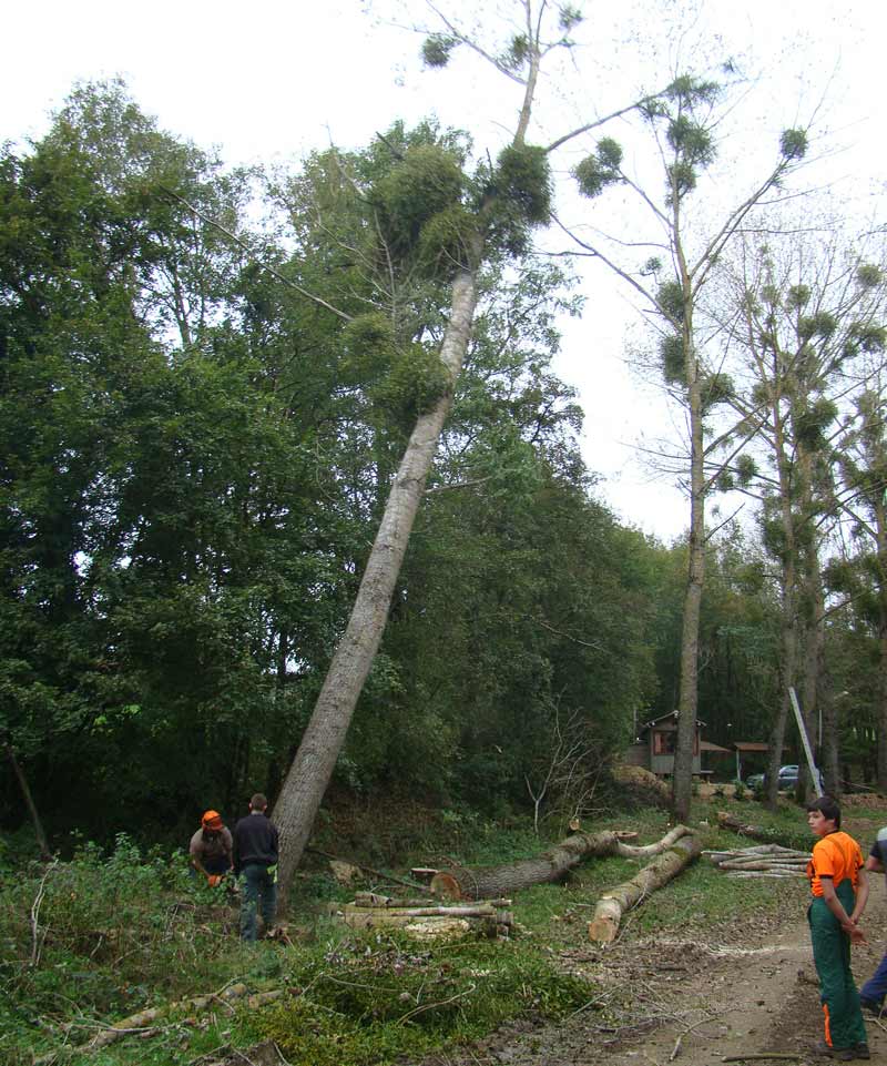 Coupe peupliers commune millery