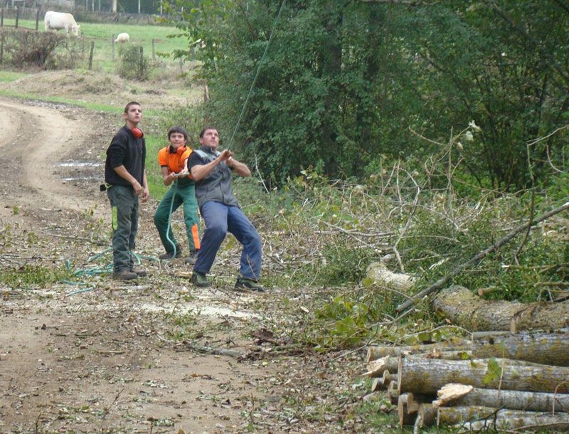 Coupe peupliers commune millery