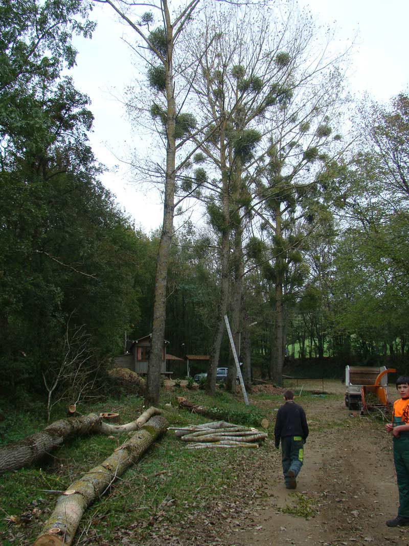 Coupe peupliers commune millery