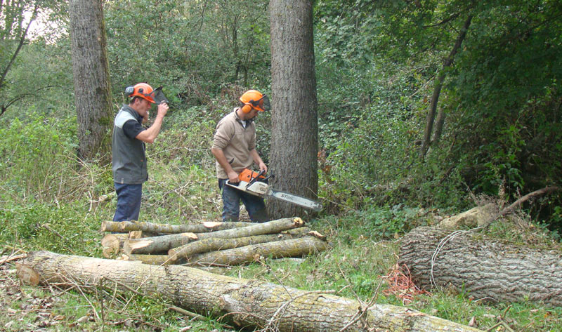 Coupe peupliers commune millery